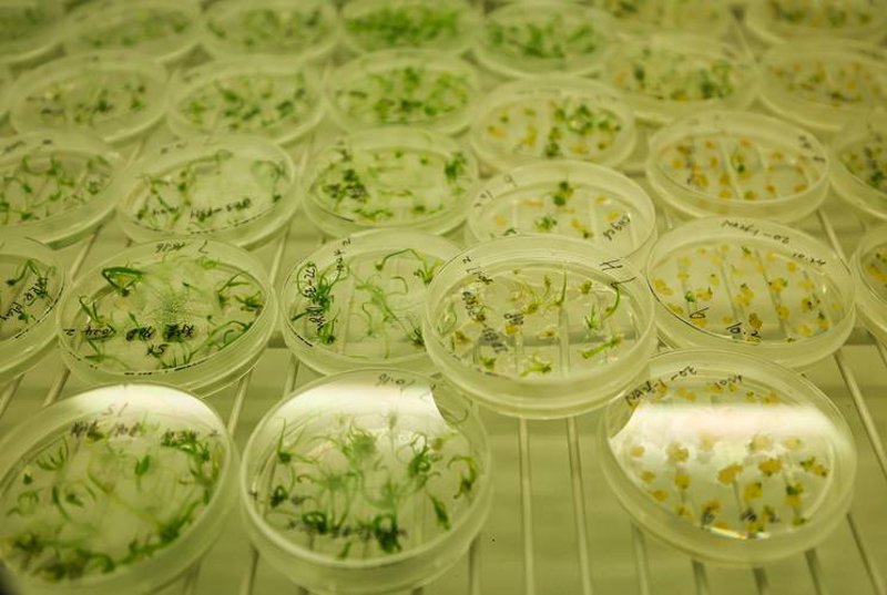 生物技术研发：引领创新的科技力量